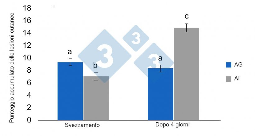 Figura 3. Medie dei&nbsp;minimi quadrati ed errori standard del punteggio cumulativo delle lesioni&nbsp;nei suinetti svezzati precedentemente alloggiati in AG (stabulazione di gruppo) o AI (stabulazione individuale) prima dello svezzamento. Le differenze significative sono indicate con lettere diverse (p &lt;0,05) (da Schrey et al., 2019).
