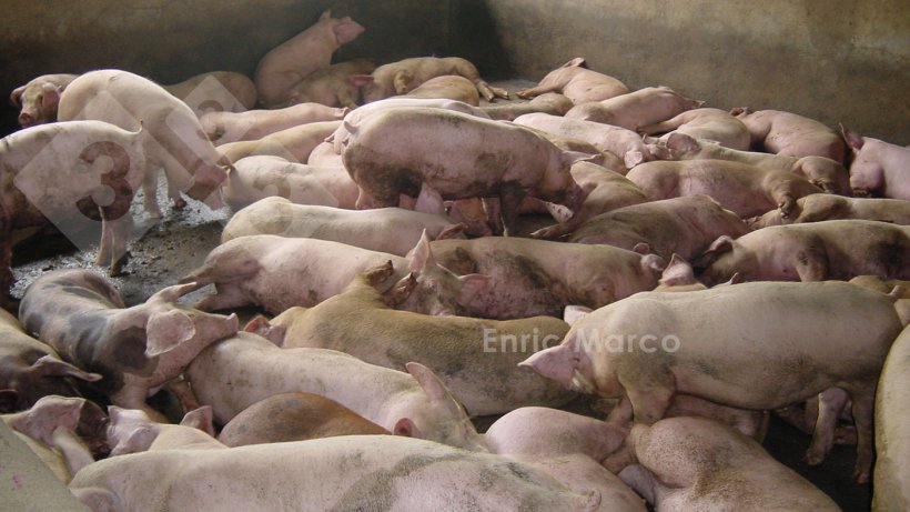 Foto 2. Esempio di un ingrasso on eccessiva densit&agrave;
