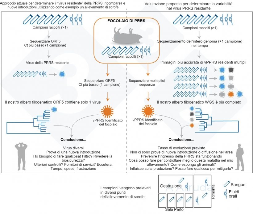 Figura 1. Illustrazione di un esempio dell'attuale approccio abituale per determinare la variante del vPRRS all'interno di un allevamento (pannello di sinistra) e la nostra proposta di valutazione per determinare la variabilità del vPRRS residente (pannello di destra).