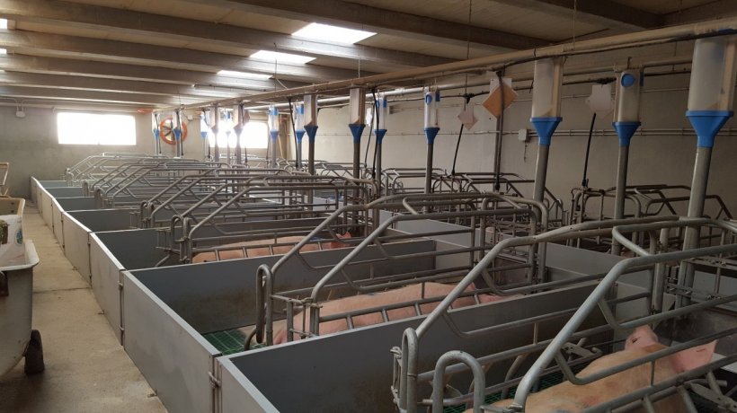 Immagine&nbsp;2. Una sala parto con corridio davanti e dietro costa il 10% in pi&ugrave; in costruzione, ma permette un lavoro molto migliore di gestione dei parti e dell&#39;alimentazione.
