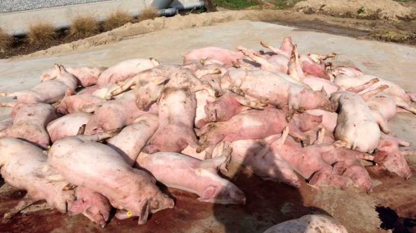 Figura 3: Prima immagine all'arrivo in allevamento: mucchio di suini morti davanti al capannone. Colorazione sorprendente delle estremità dei suini.